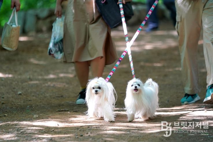 서대문구가 ‘내장형 동물등록비용 지원사업’을 실시한다. 사진은 서대문구 안산(鞍山) 반려견 산책로를 이용하는 시민들