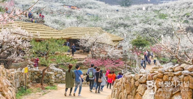 광양매화축제 ‘2026년 전라남도 대표축제’ 선정...4년 연속 쾌거 - 관광과(매화축제전경)