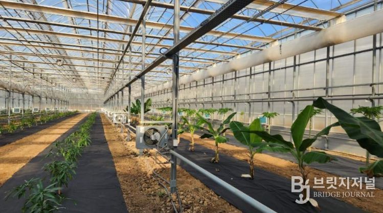 영천시 아열대 스마트팜단지 내 재배실증 중인 애플망고, 바나나, 파파야