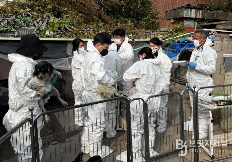 긴급구조된 개들이 백신을 접종하는 모습