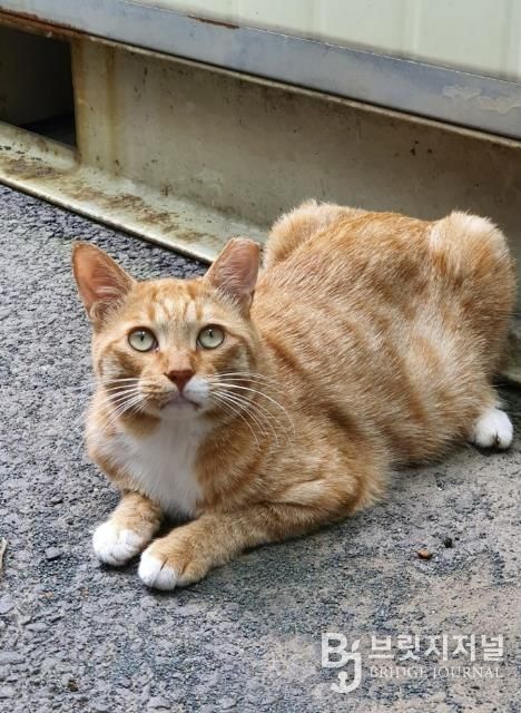 아산시 길고양이 중성화 수술 완료 사진