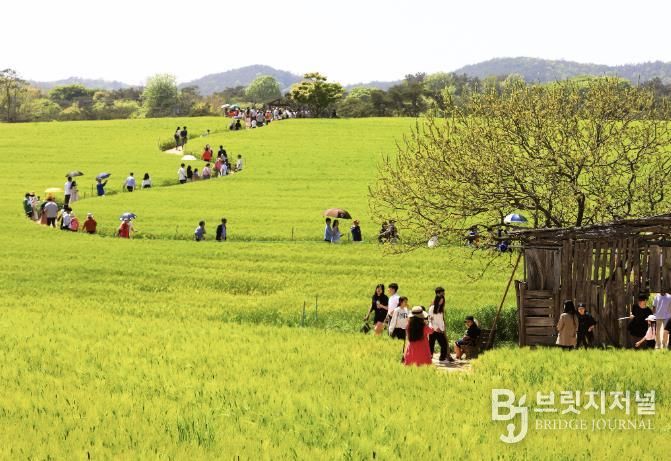 고창청보리밭축제