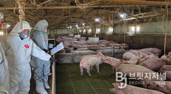 울산보건환경연구원 심민령 원장이 아프리카돼지열병 발생 예방을 위해 돼지 농가를 직접 방문해 방역 실태를 점검하고 있다