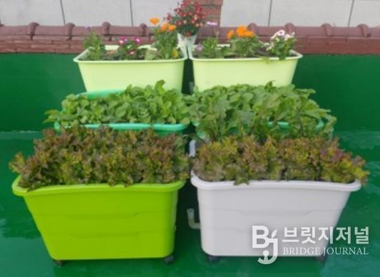 란다에 ‘나만의 텃밭’