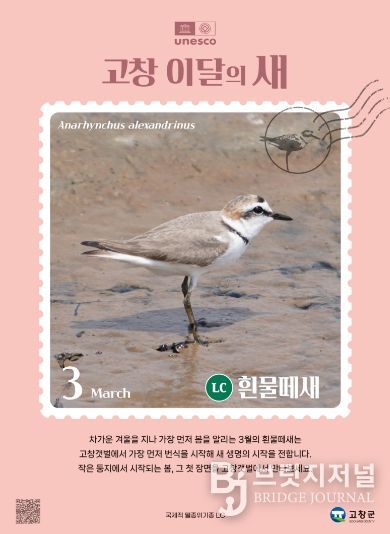 고창갯벌 3월 이달의새(흰물떼새 홍보자료)