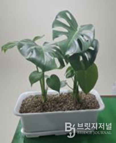 베란다 텃밭 지원사업 공기정화식물(몬스테라)