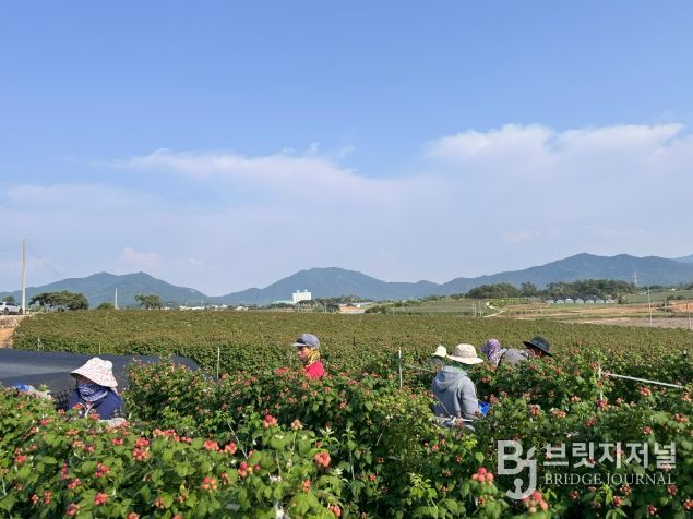 고창 복분자 재배