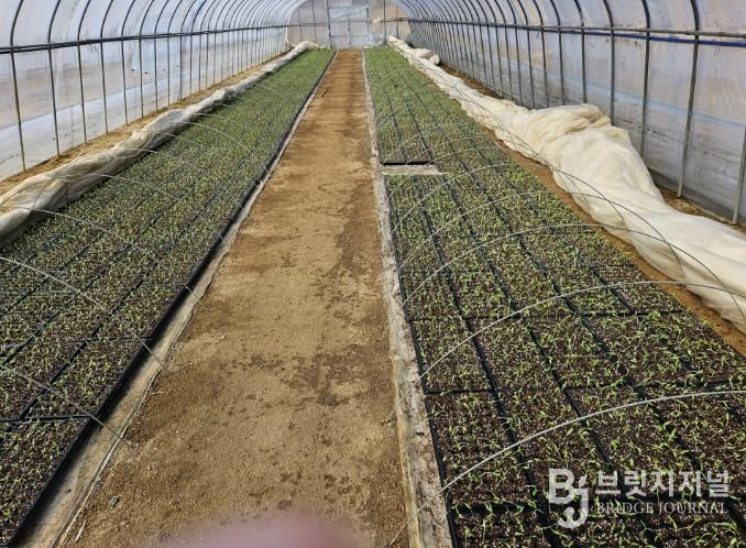 봉화군, 철저한 고추 육묘관리 당부