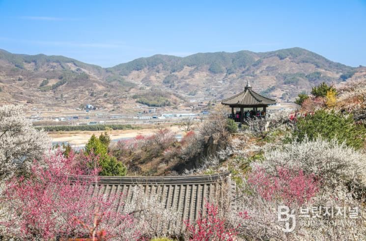 광양시 광양의 봄 매화로 시작해 달빛으로 이어진다 관광과(광양매화마을)