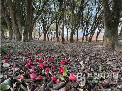 묵촌마을, 붉은 동백꽃이 ‘뚝뚝’