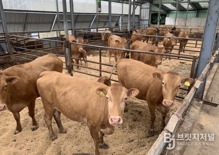 양양 우량 한우