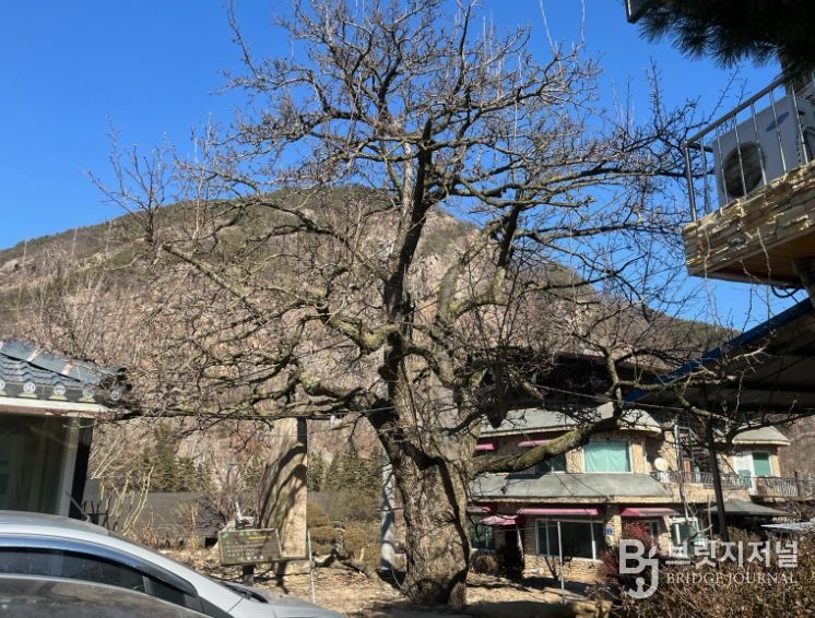 금산군, 보호수 일제 정비