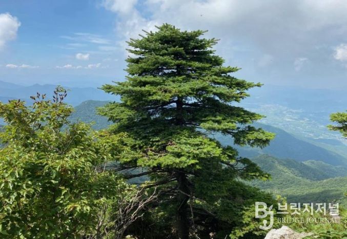 덕유산 가문비나무 현황