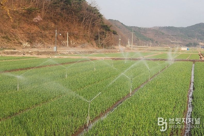 봄철 마늘 생육 재개, 양수분 관리 철저