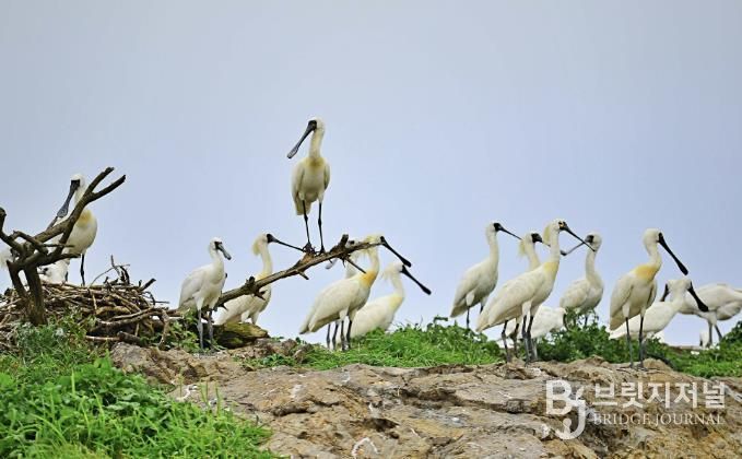 서천군, ‘국제 저어새의 날’ 기념 프로그램 운영