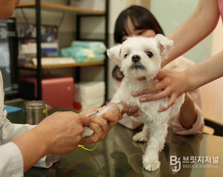 반려동물 기초검진하는 모습