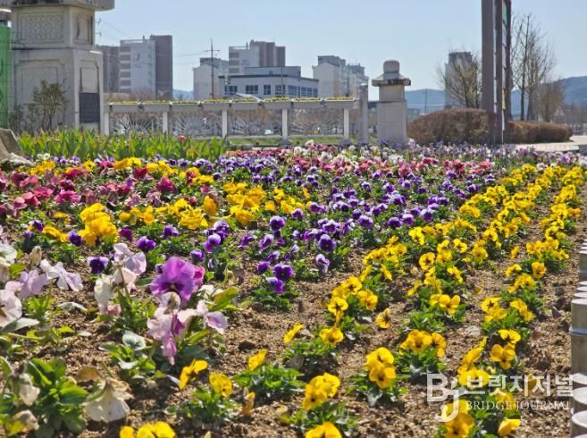 임실읍, 주요 도로변 계절꽃 식재, 쾌적한 거리환경 조성