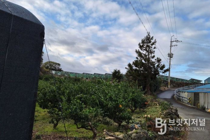 감귤원 방풍수 정비