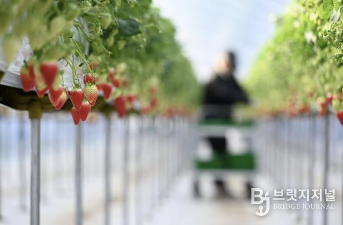 제3회 홍성군 은하면 딸기축제 취소