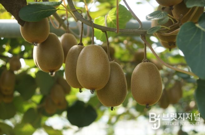 스위트골드 착과 전경