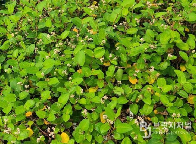 희귀산림자원(덩굴모밀)