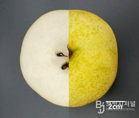 1. 충청남도농업기술원이 육종한 배 신품종 ‘청밀’ 모습.