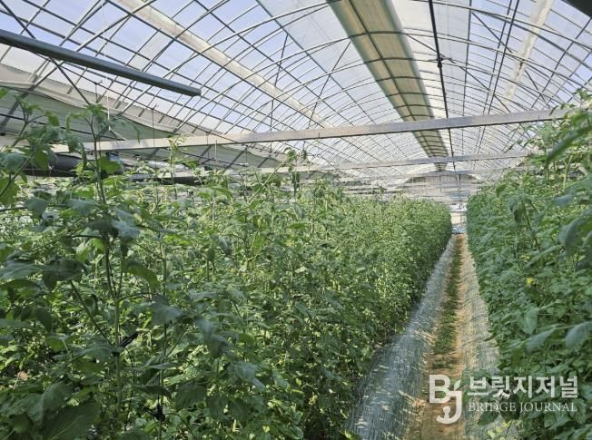 관내 방울토마토 농가 사진