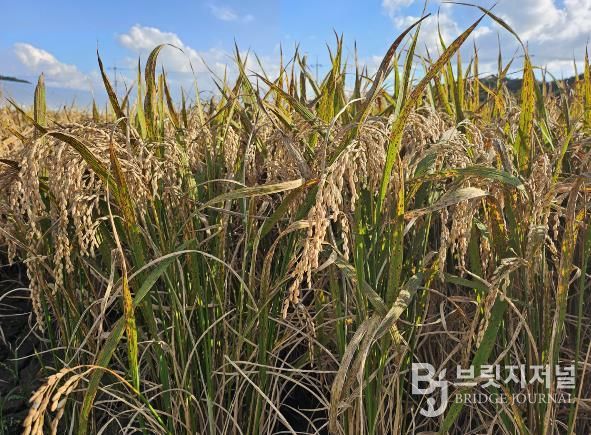 사천시, 벼 깨씨무늬병 대응 사전관리 철저 당부