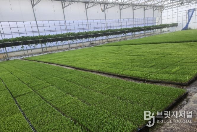 충주시, 벼 파종 앞두고 종자 관리·병해 예방 당부