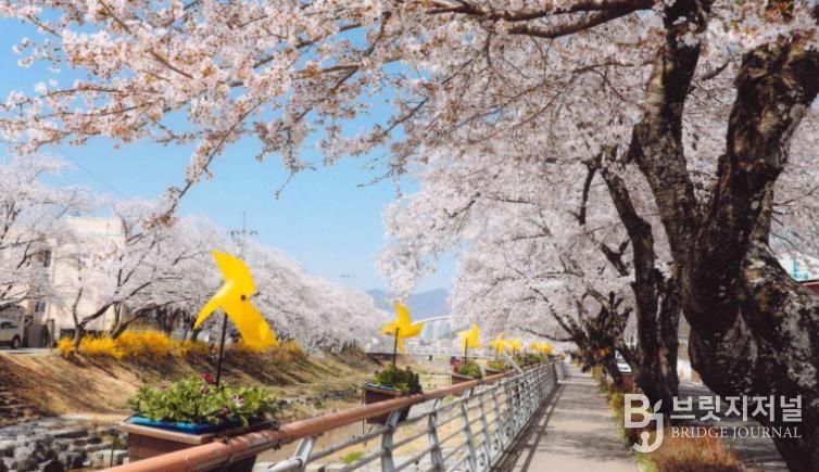 지난해 금산천 봄꽃