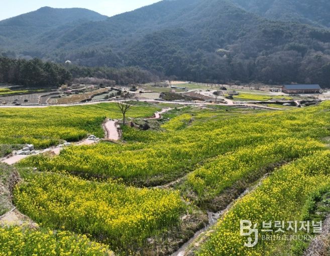 남해군 ‘파라다랑스’유채꽃 개화