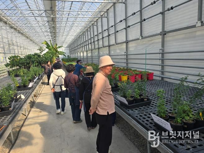 인제군 국화분재연구회, 품종별 연구·교류로 전문성 다진다