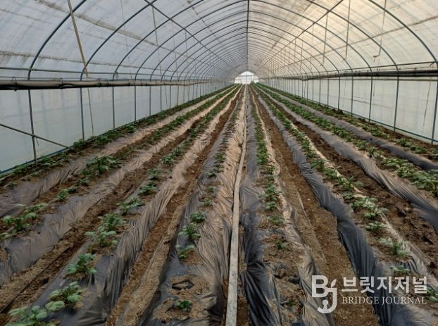 겨울감자 재배시설