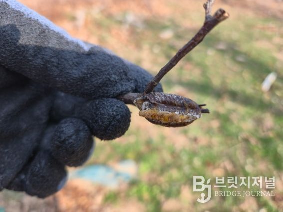 순포습지 일대 돌발해충 월동난 합동예찰