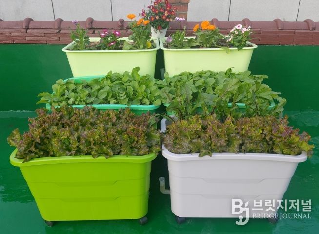 상자텃밭 사진