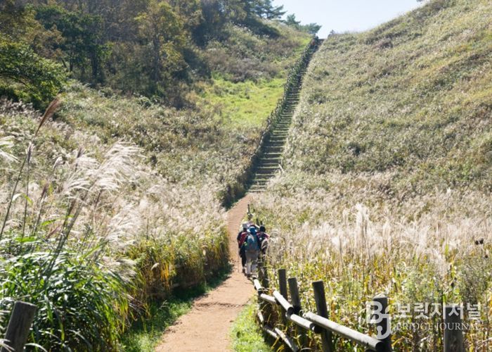 정선군, 2026년 민둥산 억새 생육환경 개선사업 본격 추진 ‘생태 보존과 관광 활성화 총력’