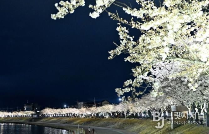 벚꽃길 따라 함께 걷고, 나무심기 동참하세요!-기후에너지과(사진_직지천경관)