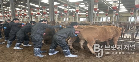 축산역량 강화교육 인공수정 과정에서 교육생들이 실습축을 활용해 실습에 참여하고 있다.