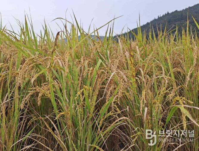 “벼 깨씨무늬병 예방 위해 토양관리 철저” 당부