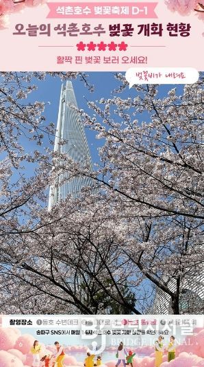 송파구, 벚꽃 개화 카운트다운 SNS 중계 시작!