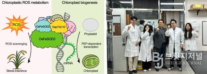 전남대 장규필 교수팀, 기후위기 작물 공식 깼다