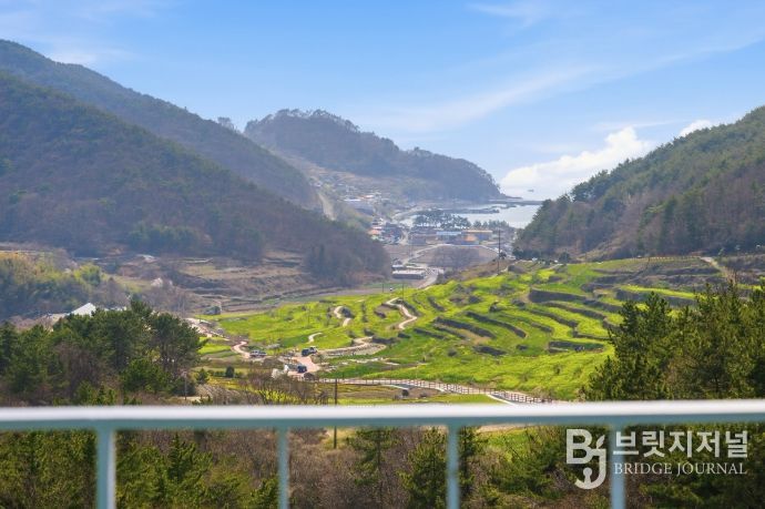 파라다랑스 유채·금산 벚꽃 어우러져 ‘환상의 풍광’
