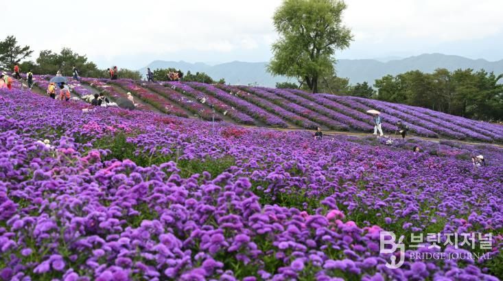 거창군 제6회 감악산 꽃별여행 교통대책 준비