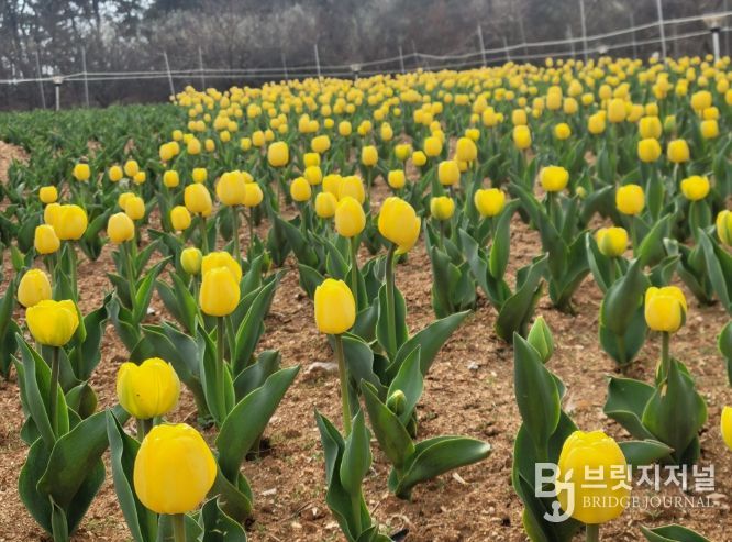 익산 신흥공원에 찾아온 봄