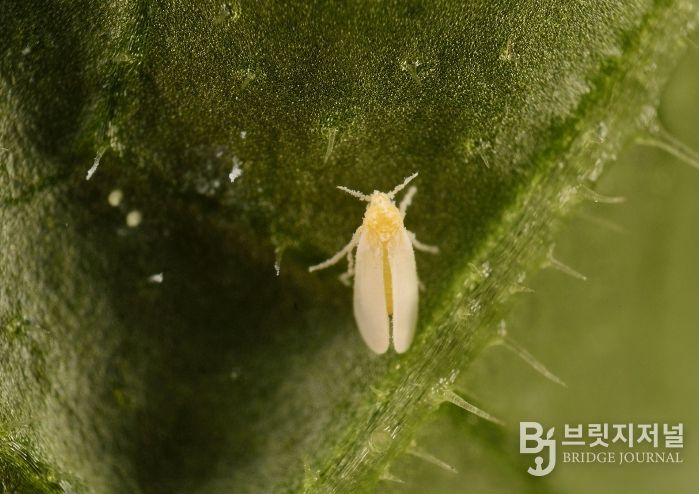 시설작물 가루이 ‘비상’