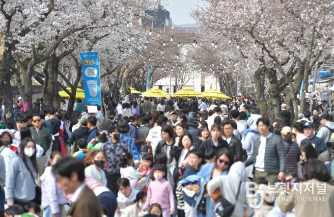 지난해 경주 대릉원 돌담길 축제 현장에 많은 시민과 관광객이 몰려 벚꽃길을 즐기고 있다.