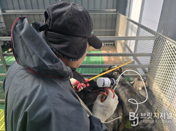 우제류 가축 구제역 백신접종