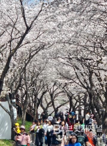 “봄을 부른 하동”..화개장터 벚꽃축제, 8만 8천여 명 발길