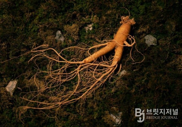 '인삼문화: 지식, 기술 그리고 사회문화적 실천' - 인삼