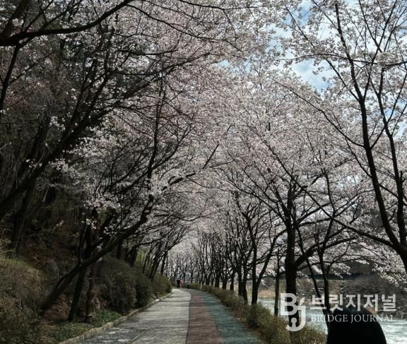 “벚꽃길 따라 마음도 쉬어가세요”